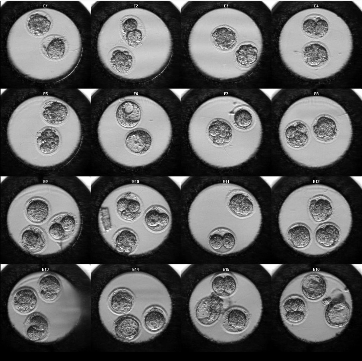 Fulka Lab tweet media