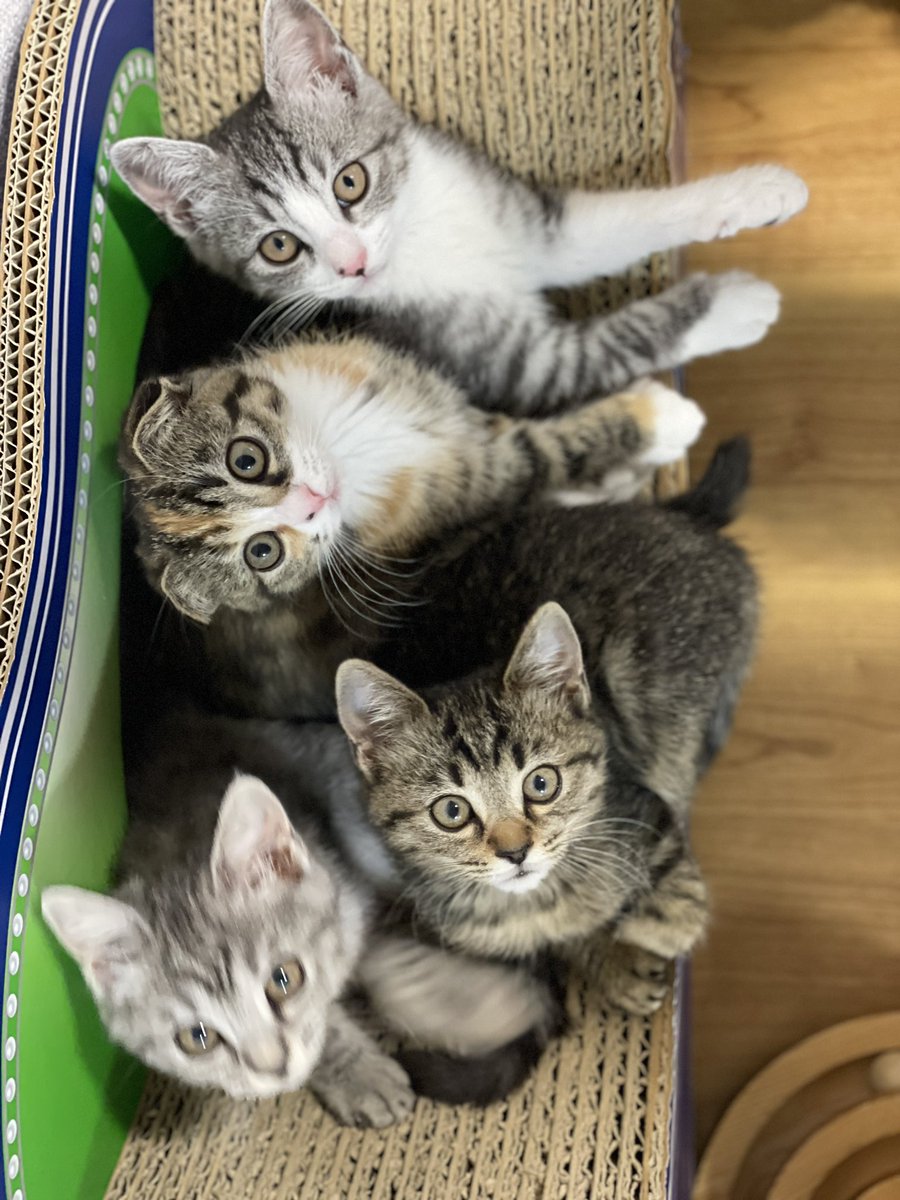 catcafemfmf's tweet photo. カリカリーナさんのポスターみたいな写真になったね

　　\\\ いっぱいのっても大丈夫！！ /// https://t.co/BASIaOFIXN