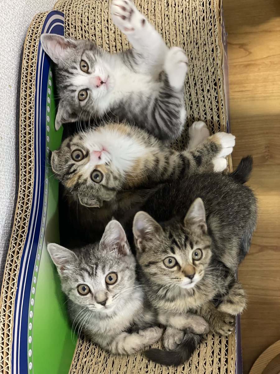 catcafemfmf's tweet photo. カリカリーナさんのポスターみたいな写真になったね

　　\\\ いっぱいのっても大丈夫！！ /// https://t.co/BASIaOFIXN