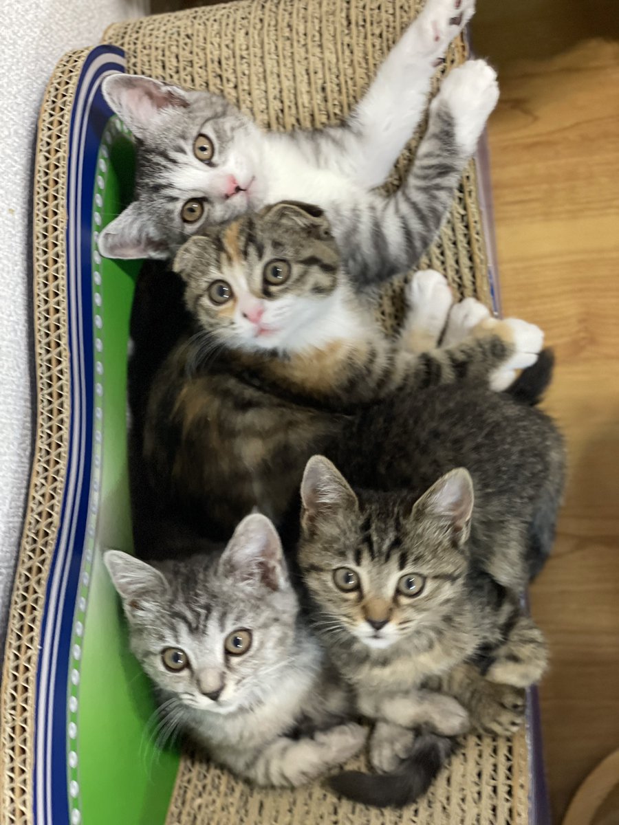 catcafemfmf's tweet photo. カリカリーナさんのポスターみたいな写真になったね

　　\\\ いっぱいのっても大丈夫！！ /// https://t.co/BASIaOFIXN