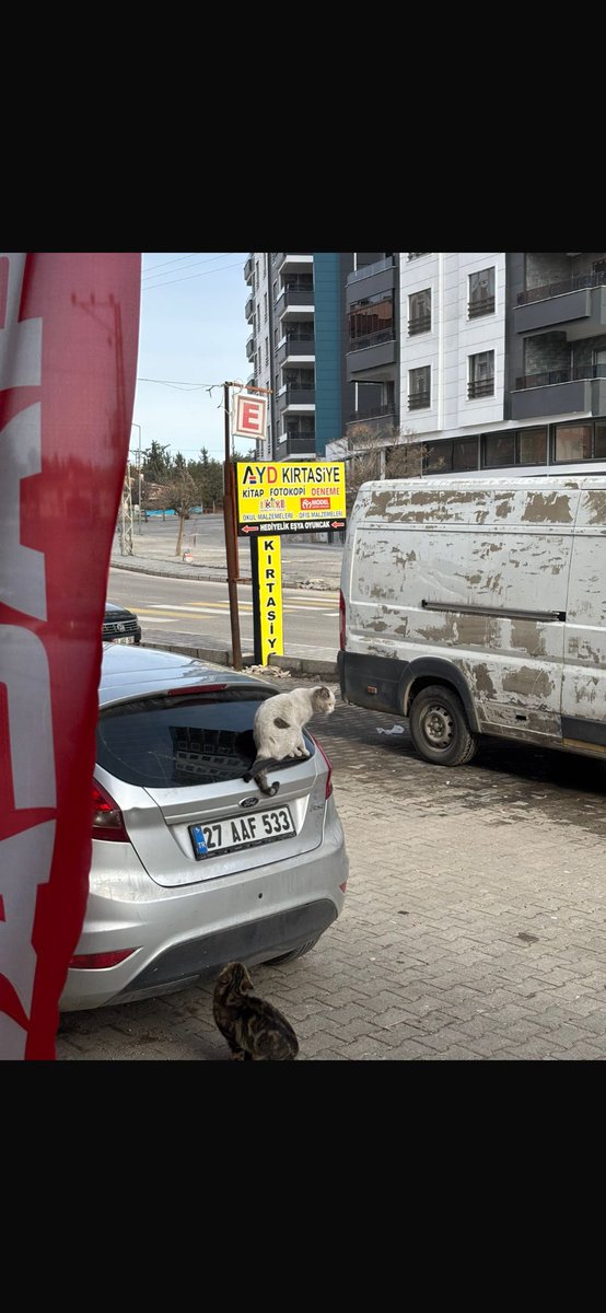 Seher Büşra Akçay tweet media
