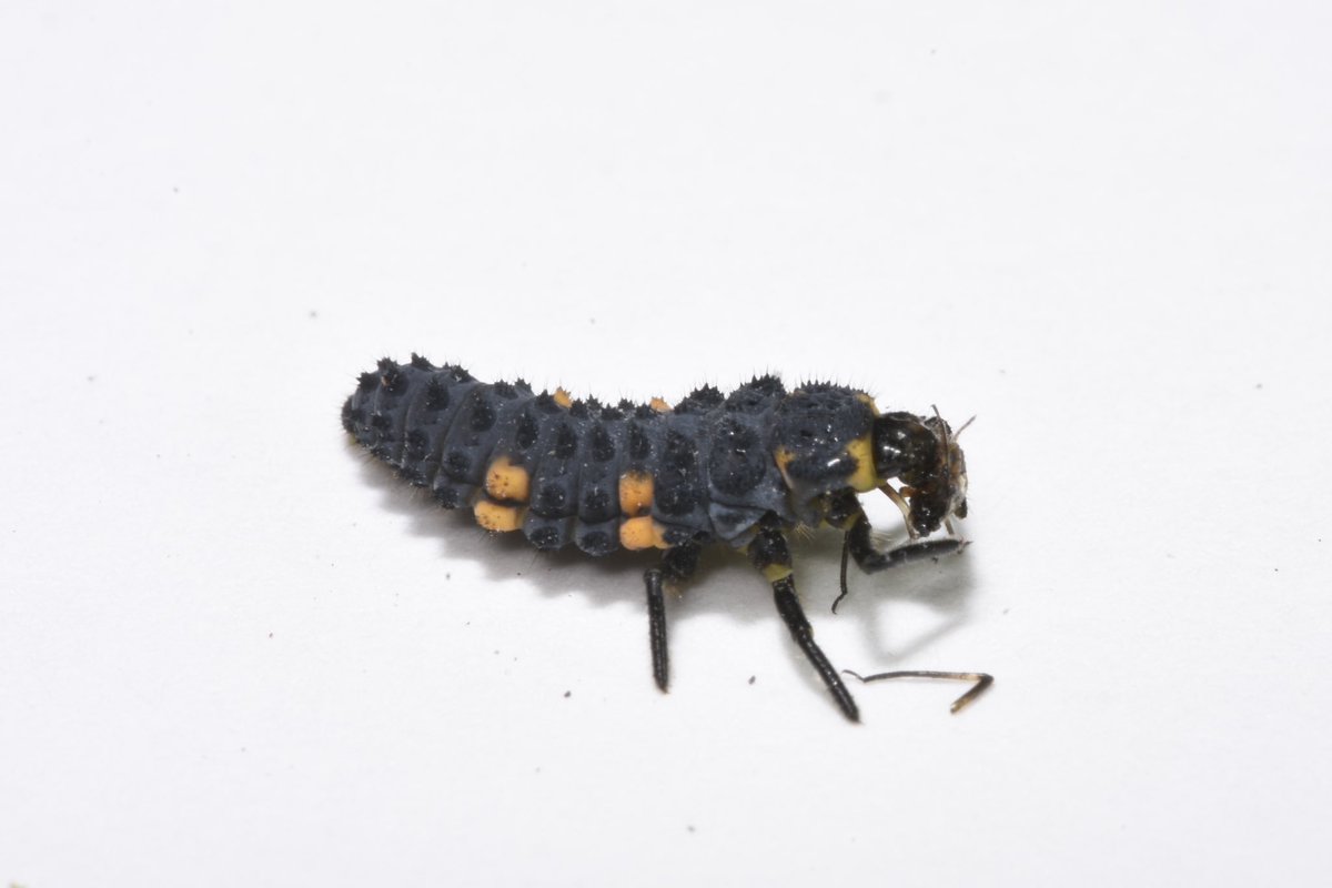 当館研究員の論文が出版されました！
日本で唯一の高山性テントウムシ、ダイモンテントウについて、これまで未知だった幼虫を発見し、ハイマツオオアブラムシを捕食することとともに報告しました。
#南アルプス調査