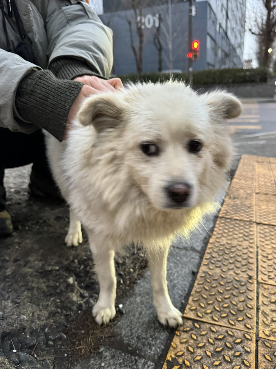 symposion_'s tweet image. 알티 부탁드려요. 밥먹으러 가다가 뭔가 찻길에 뛰어드는 목줄없는 개를 발견했는데요... 혹시 이 개를 아시는지...? 상태가 꽤 오래 밖에 있던거 같아요. 사람들 지나갈때마다 쳐다보고 냄새맡고... 유기견인걸까요...?