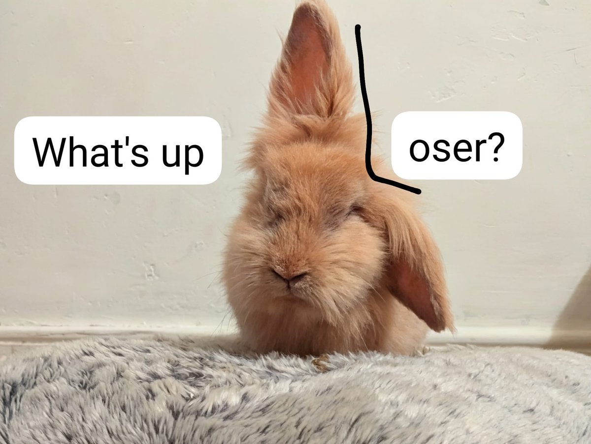 Carrot Cottage Rabbit Rescue tweet media