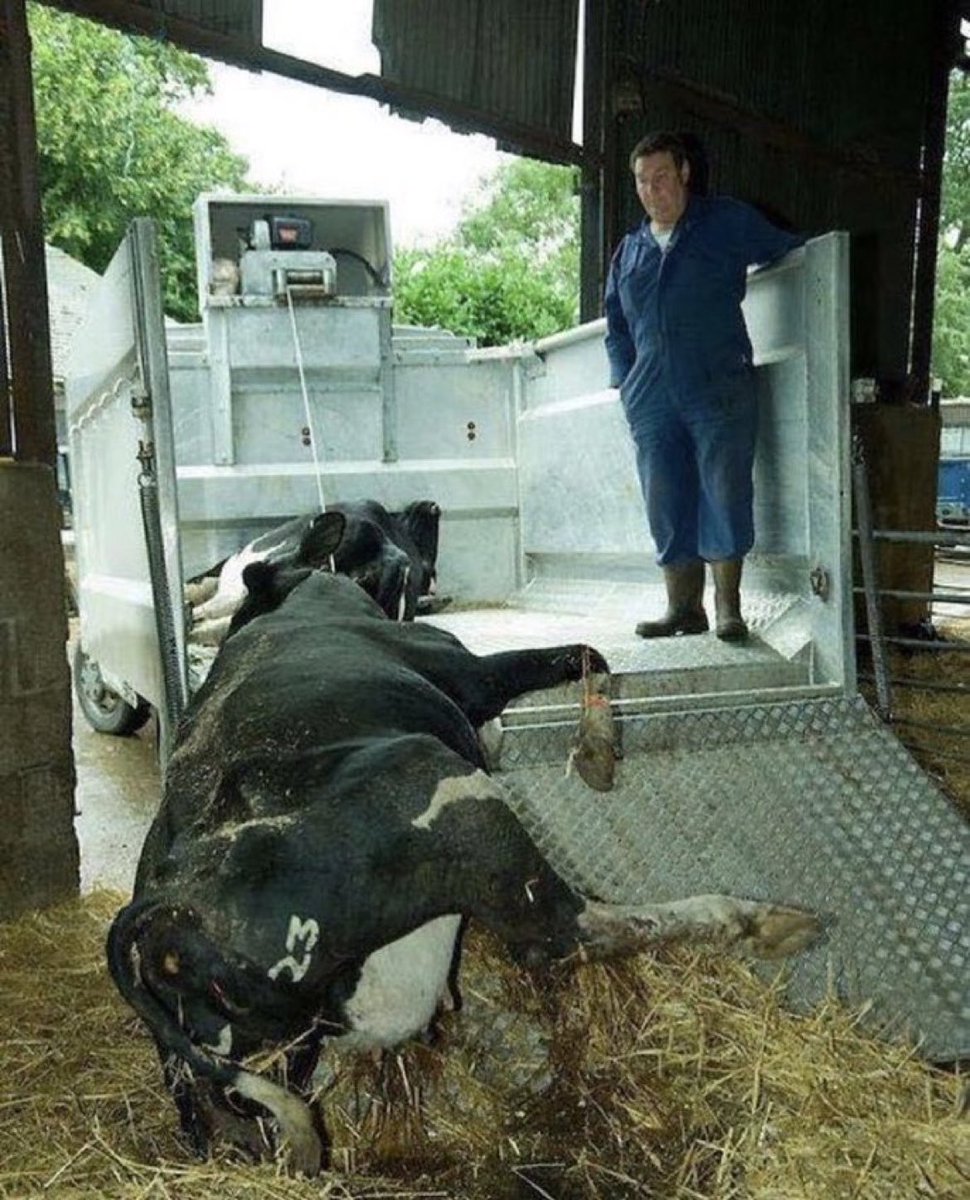 Here’s “no 23”. A mother who has been exploited to the point where she can no longer stand &amp; therefore is dragged off to be mutilated at a slaughterhouse. 

#februdairy #happycows #dairy  #teamdairy #grasstomilk #calving26