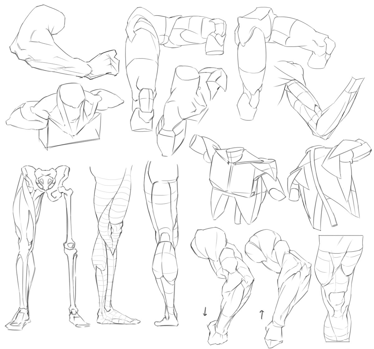 mamdok18's tweet image. 근육이란 뭘까요,,