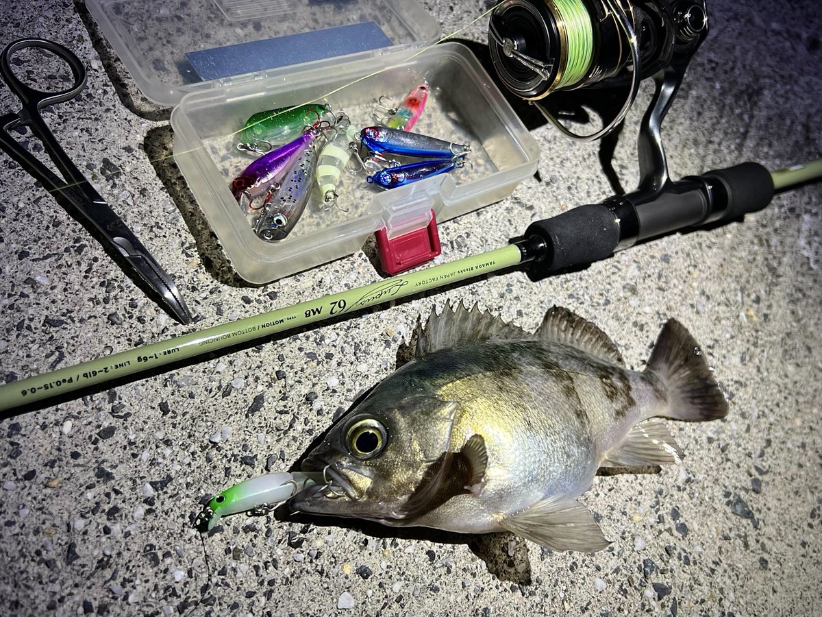 4495BM34's tweet photo. メバルプラッギングとグレ釣り🎣 https://t.co/9fRD4hmpq7