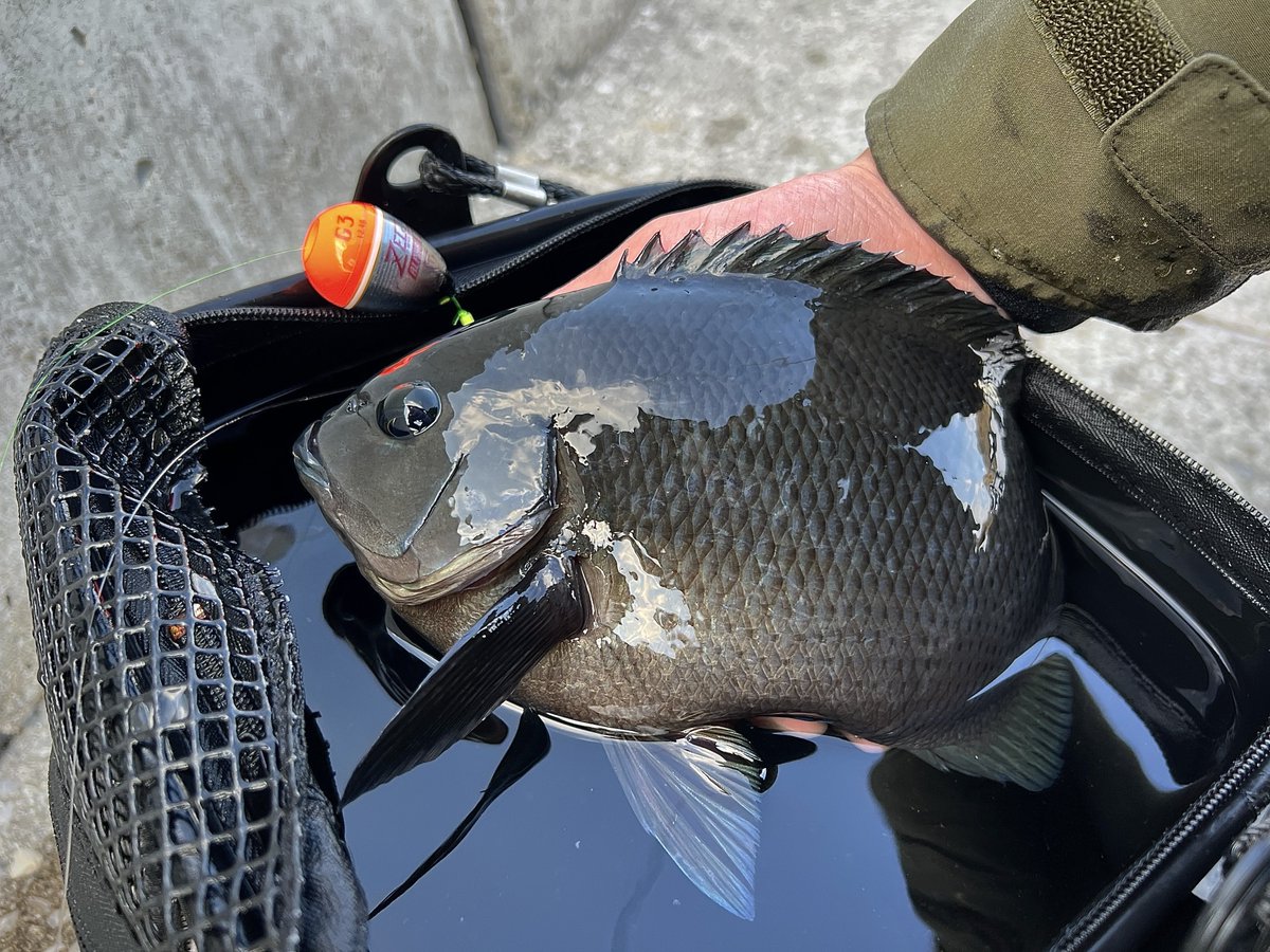 4495BM34's tweet photo. メバルプラッギングとグレ釣り🎣 https://t.co/9fRD4hmpq7