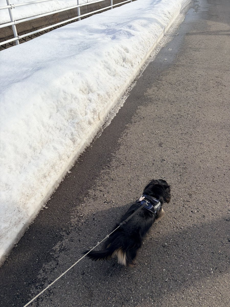 ロイくん🐶Mダックス♂ (@roiroi_reon02) / Posts / X