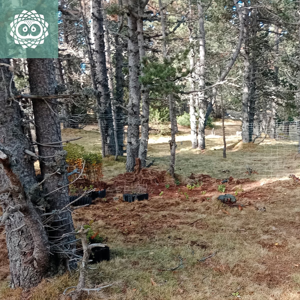 LIFE_UNCINATA tweet media