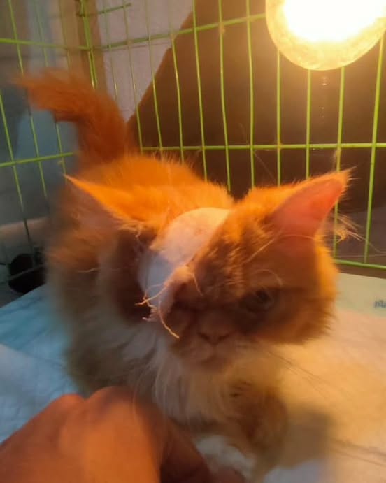 Kiko’s surgery went well . His right eye was removed, he stable and he’s eating with a strong appetite. I’ll keep him at the clinic for a few days to monitor his recovery. If you want to help, you can donate through

paypal.me/violletas

Thank you for donation and prayers🙏🥰