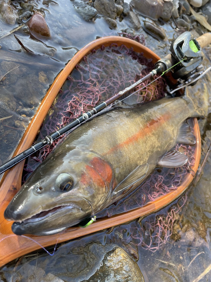 tanakacraft2021's tweet image. 運動不足が過ぎるので仕事前にちょっと散歩へ
真冬のかっちょいい蓬莱マスが出てくれました
#fishman 
#BKK
#工房遊喜