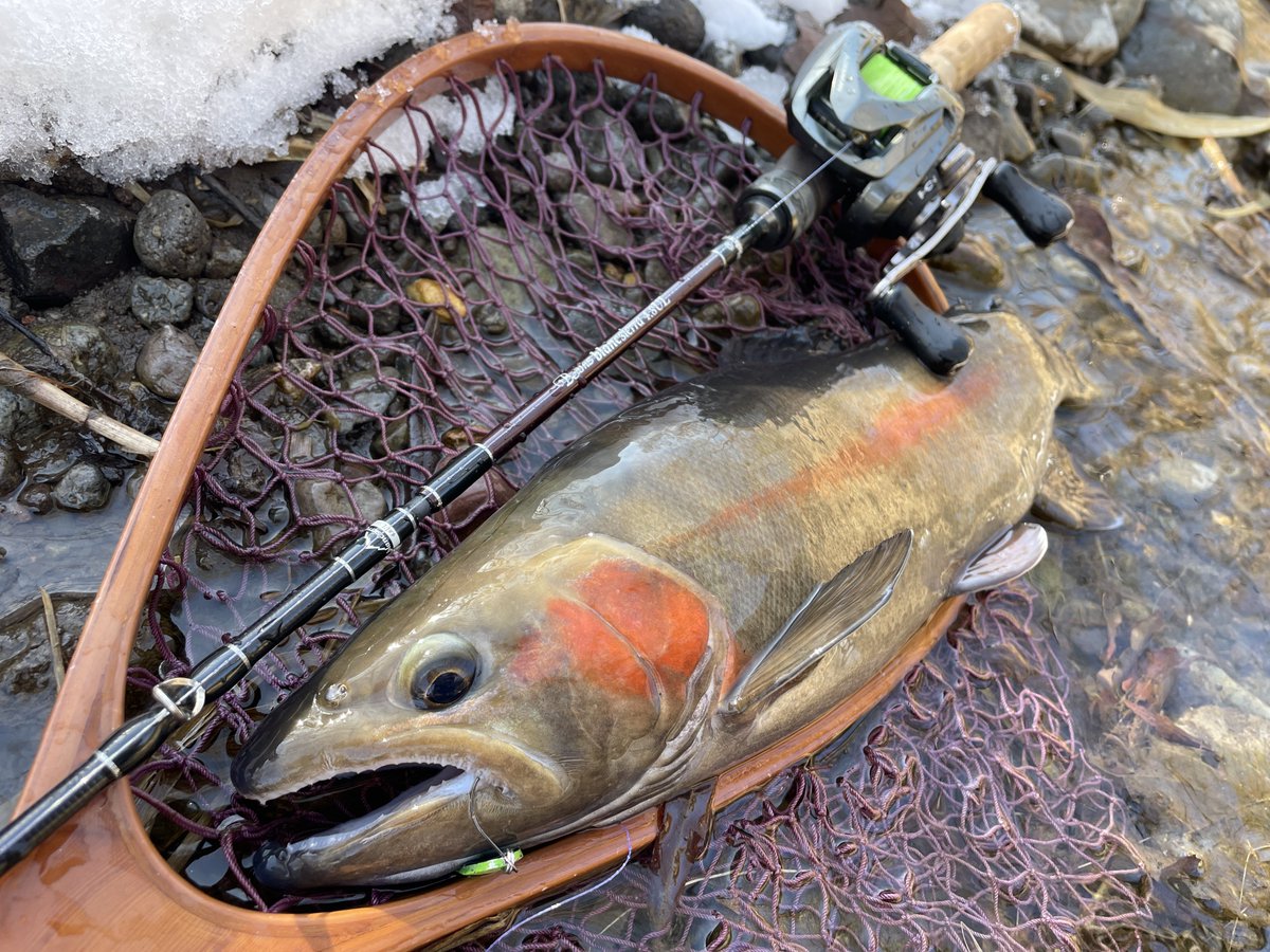 tanakacraft2021's tweet image. 運動不足が過ぎるので仕事前にちょっと散歩へ
真冬のかっちょいい蓬莱マスが出てくれました
#fishman 
#BKK
#工房遊喜