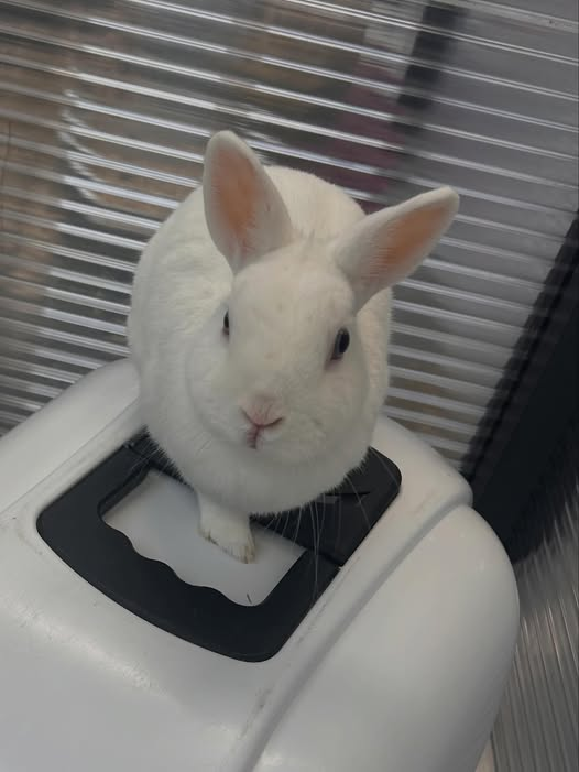Kopie Tierheim Kehl
Ausgesetzt, wer kann Hinweise geben?
Wo fehlt ein weißes Kaninchen mit blauen Augen?
Hinweise können gerne anonym bei uns abgegeben werden.
+49 7851 1755
info@kehler-tierheim.de