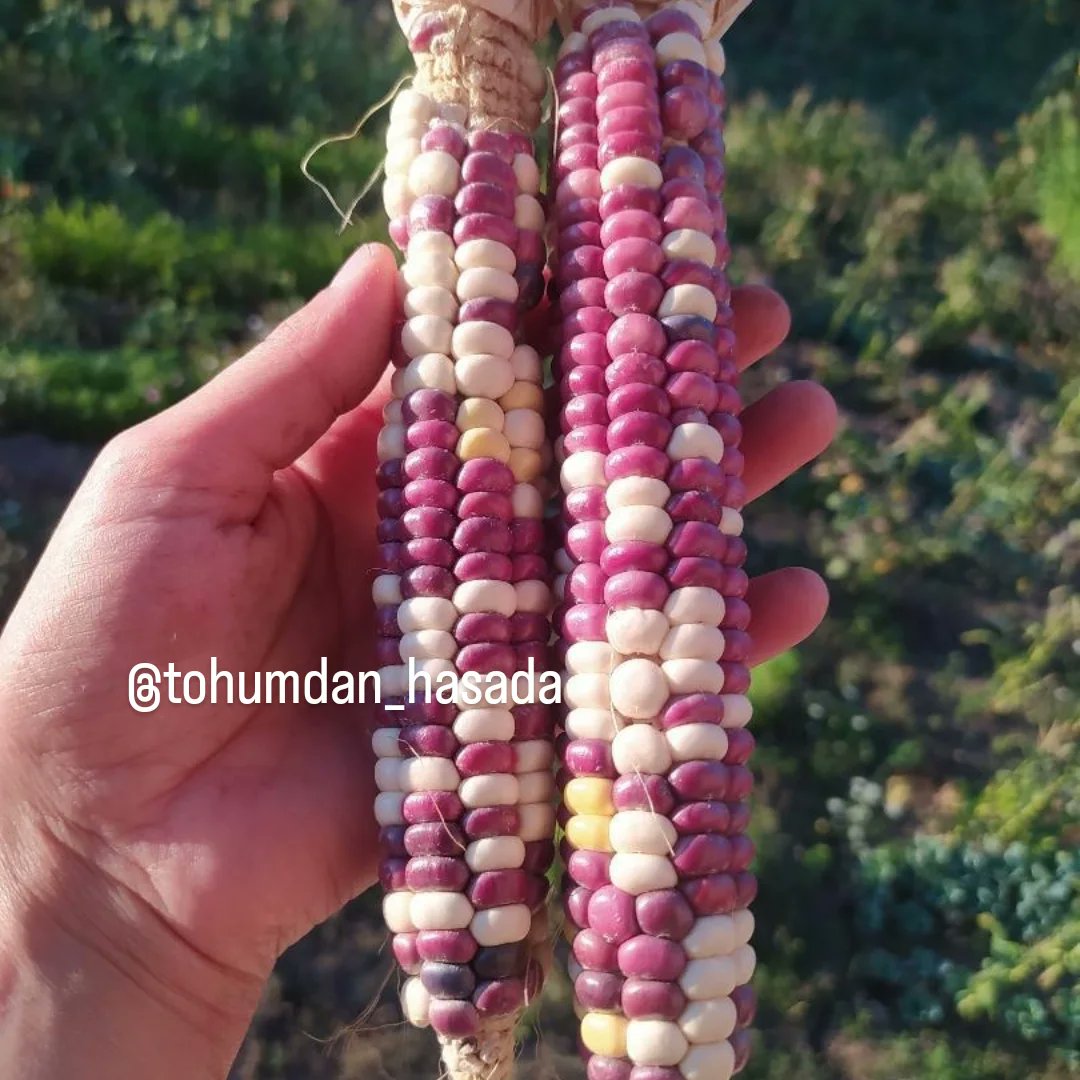 tohumdan_hasada's tweet image. En güzel tohumlar 

#tohum #yerlitohum