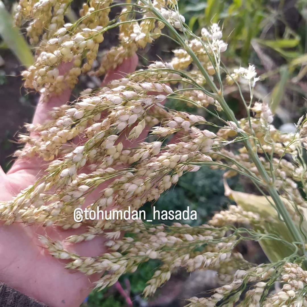 tohumdan_hasada's tweet image. En güzel tohumlar 

#tohum #yerlitohum