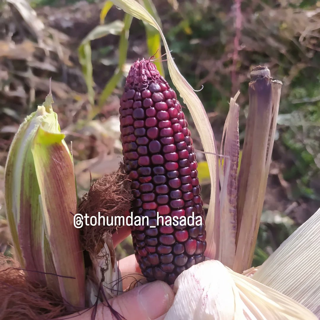 tohumdan_hasada's tweet image. En güzel tohumlar 

#tohum #yerlitohum