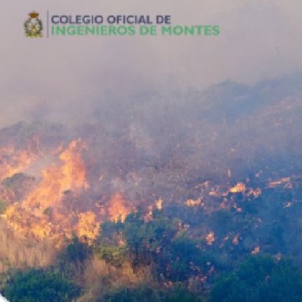 Col·legi d'Enginyers Forestals a les Illes Balears tweet media