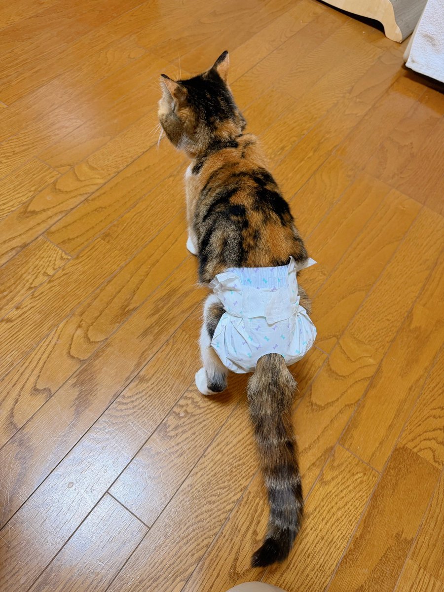 Post by あめちゃん🐱 on X: 🐱