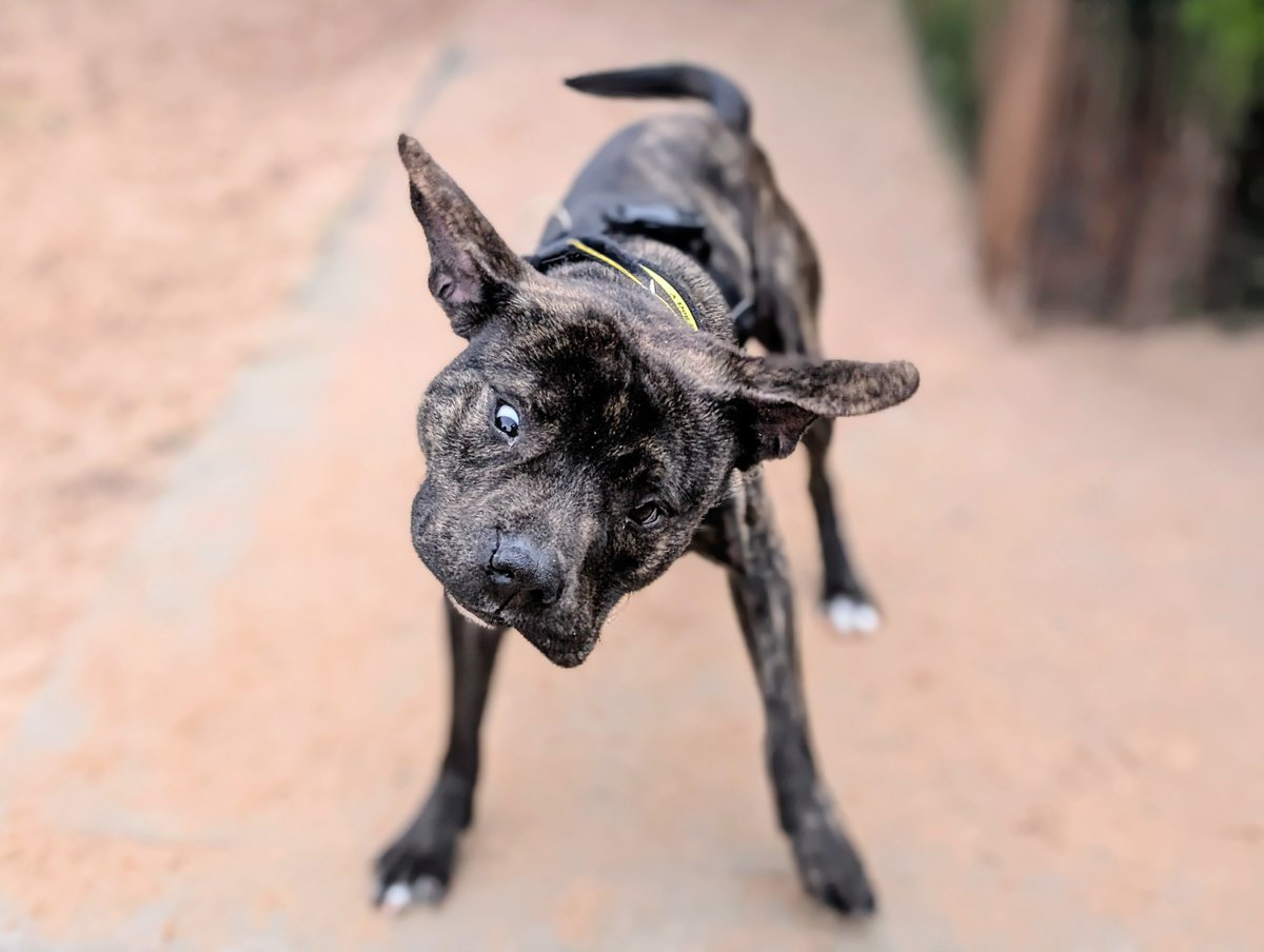 DTCardiff's tweet image. 🫨 Who's ready to shake off the #MidWeekHump, just like sweet Vinnie? Let's all join in and send some positive vibes his way! Vinnie's full of love and happiness, and he's confident he'll find his forever home soon 🤞🏻💛

#DogsTrust #Staffy #AdoptDontShop #BrindleBoy #HumpDay