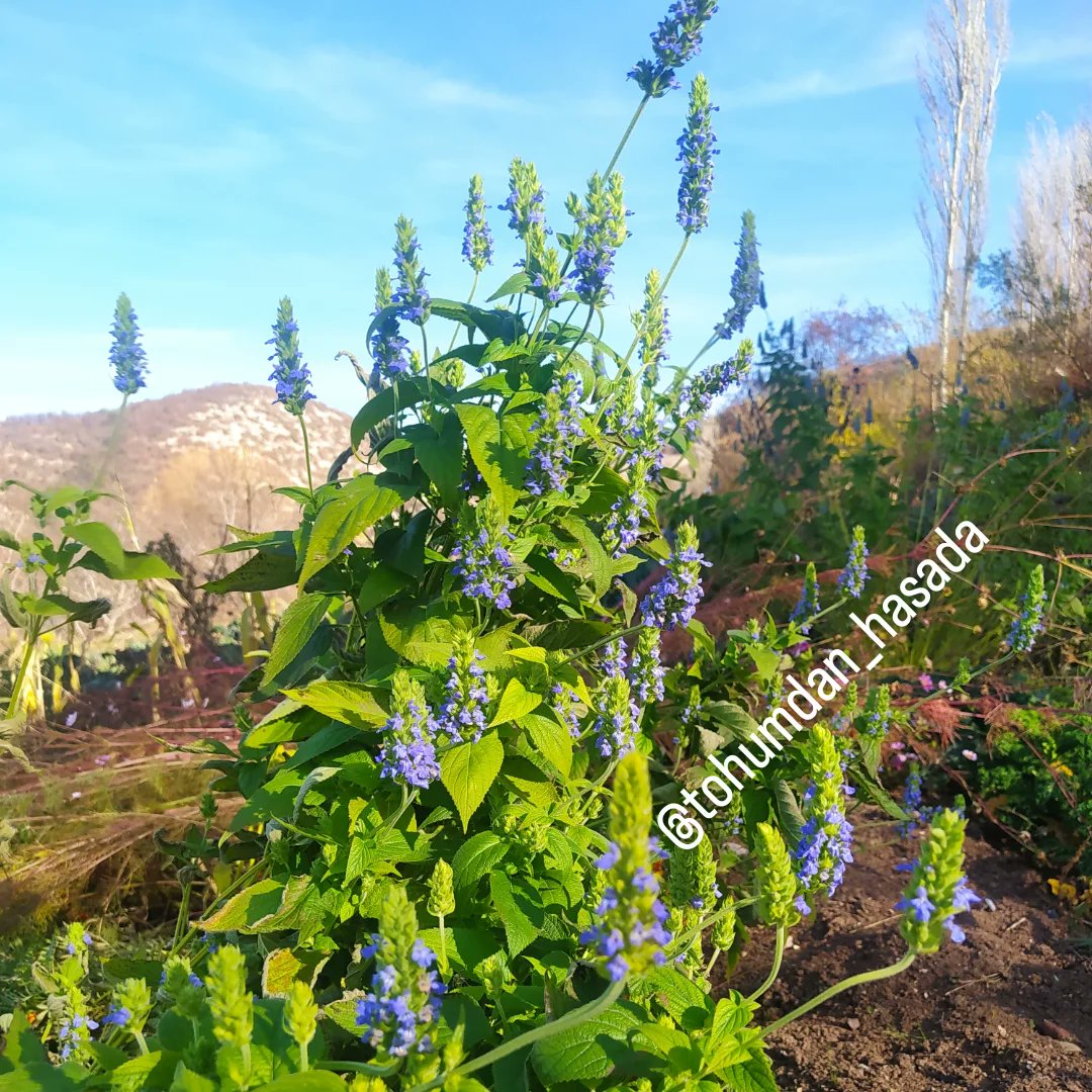 tohumdan_hasada's tweet image. Çia çiçeğini daha önce görmüşmüydünüz?

#çia #tohum