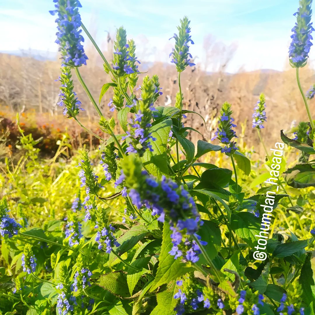 tohumdan_hasada's tweet image. Çia çiçeğini daha önce görmüşmüydünüz?

#çia #tohum