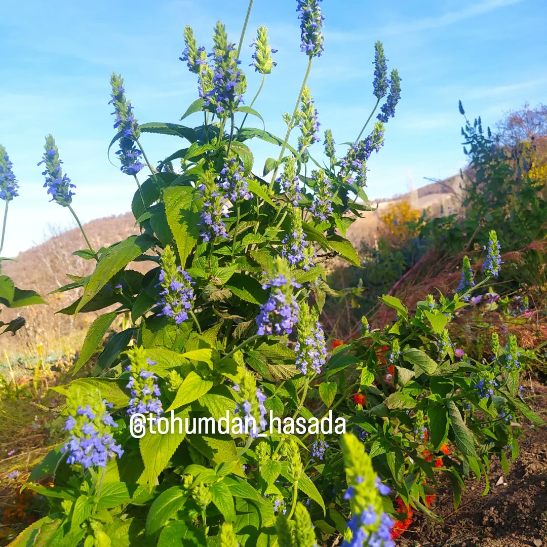 tohumdan_hasada's tweet image. Çia çiçeğini daha önce görmüşmüydünüz?

#çia #tohum