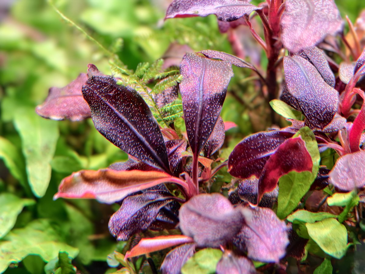 LocalFishShop's tweet photo. Brownie Ghost remains one of my favourite aquatic plants out there! 

#aquarium #aquaticplants #plants #foliage https://t.co/7JbIiciNzE