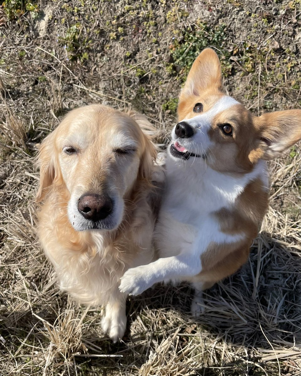 こま：「鬼さん、もう行っちゃったよね？」
サン：「うん、どこ探しても見えないもんね」
こま：「あのコは豆まきしたかな？」
サン：「アタシは恵方巻き食べたかったなぁ・・・、じゃあいくよッ！」
サン＆こま：「毎日、元気キラッキラで #愛してる からねェ✋🍀💖🤚」

#君に幸あれ 😌💞