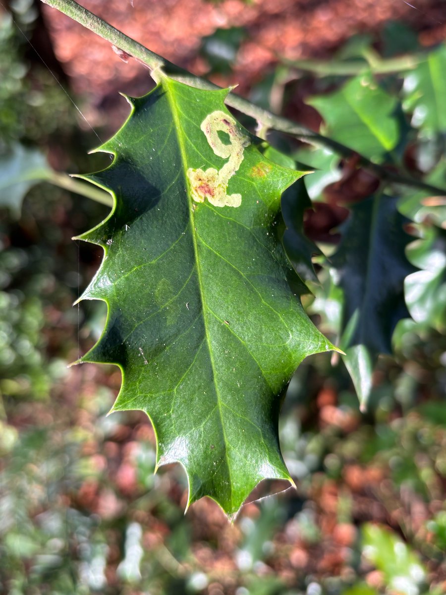edmondslyn's tweet photo. Leaf mines on #Holly - Phytomyza ilicis, a small #fly lays its eggs inside the leaves &amp; the larvae feed within the leaves; the trail develops as the larva grows &amp; as can be seen clearly on the right, an exit hole marks the emergence of the adult fly
#WildWebsWednesday #LeafMiner https://t.co/EbjaSY2rEb