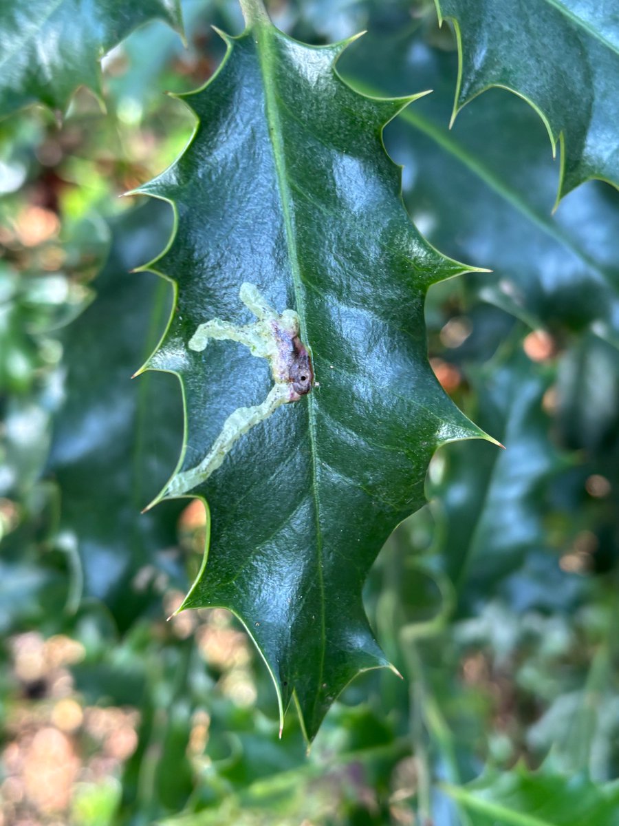 edmondslyn's tweet photo. Leaf mines on #Holly - Phytomyza ilicis, a small #fly lays its eggs inside the leaves &amp; the larvae feed within the leaves; the trail develops as the larva grows &amp; as can be seen clearly on the right, an exit hole marks the emergence of the adult fly
#WildWebsWednesday #LeafMiner https://t.co/EbjaSY2rEb