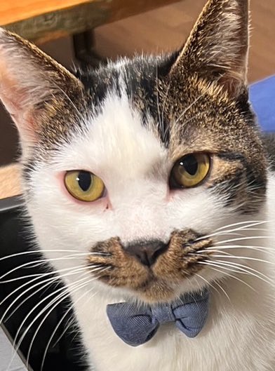 yutattoo's tweet photo. ハチワレダンディヒゲキジホワイト

#猫　#猫のいる暮らし 
#爬虫類　#モルフ
#猫柄モルフ https://t.co/JgHfzDdGY2