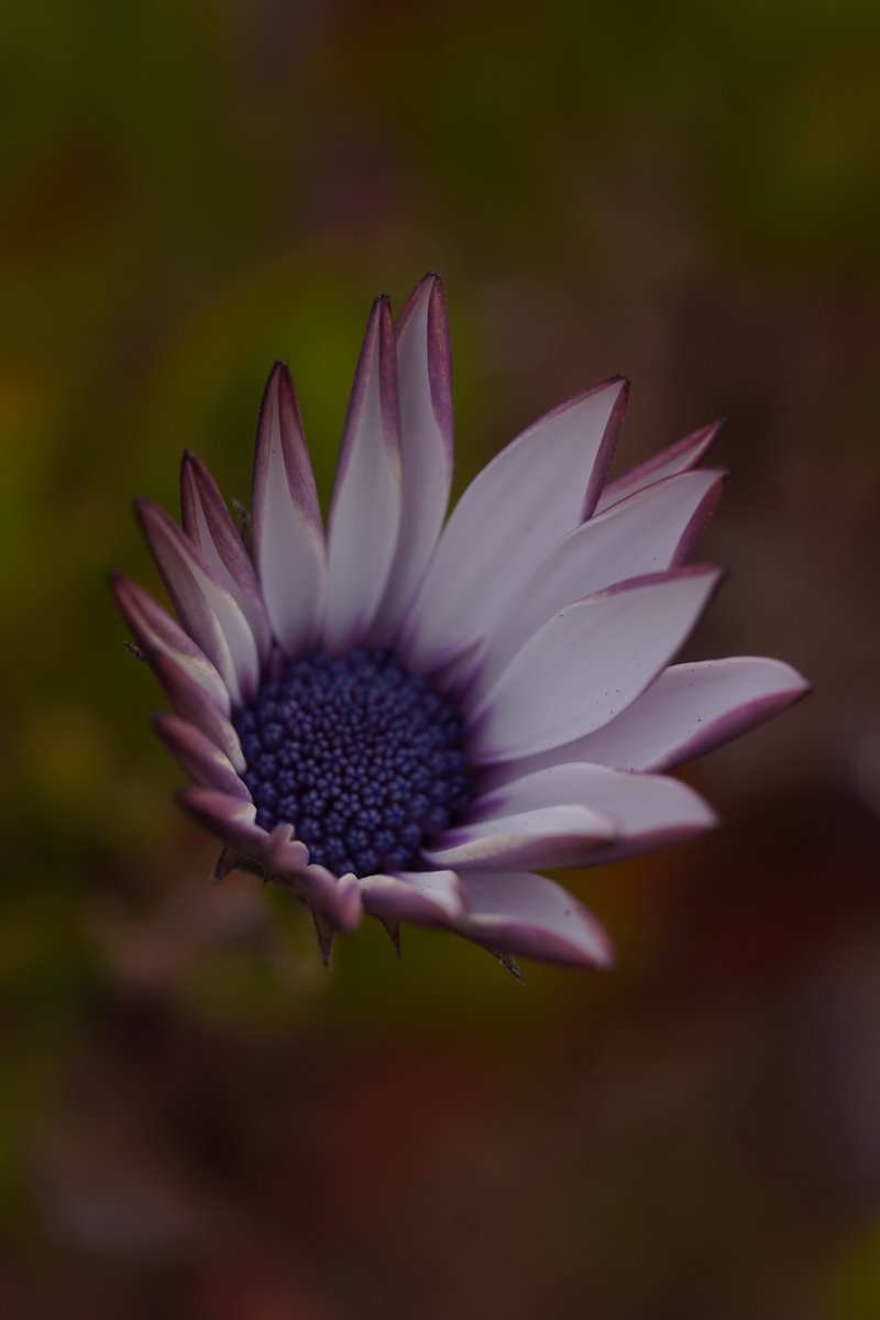 jerritama🐈🐟🐈 (@jerritama) on Twitter photo 