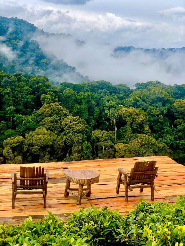 MutabaziJames6's tweet photo. A 3-day safari to Bwindi Impenetrable NP for gorilla trekking is a modest yet meaningful experience, offering you the chance to encounter mountain gorillas and engage with the Batwa community, directly supporting conservation efforts and community livelihoods. #bespokesafaris https://t.co/yPTCv6MTsq