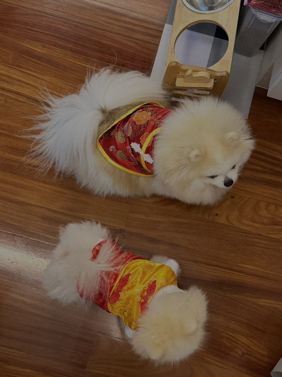 miunatshaa's tweet image. พร้อมสำหรับตรุษจีนแล้วคับ🪭🐶 ขอบคุณคุงสำหรับกี่เพ้าค่า