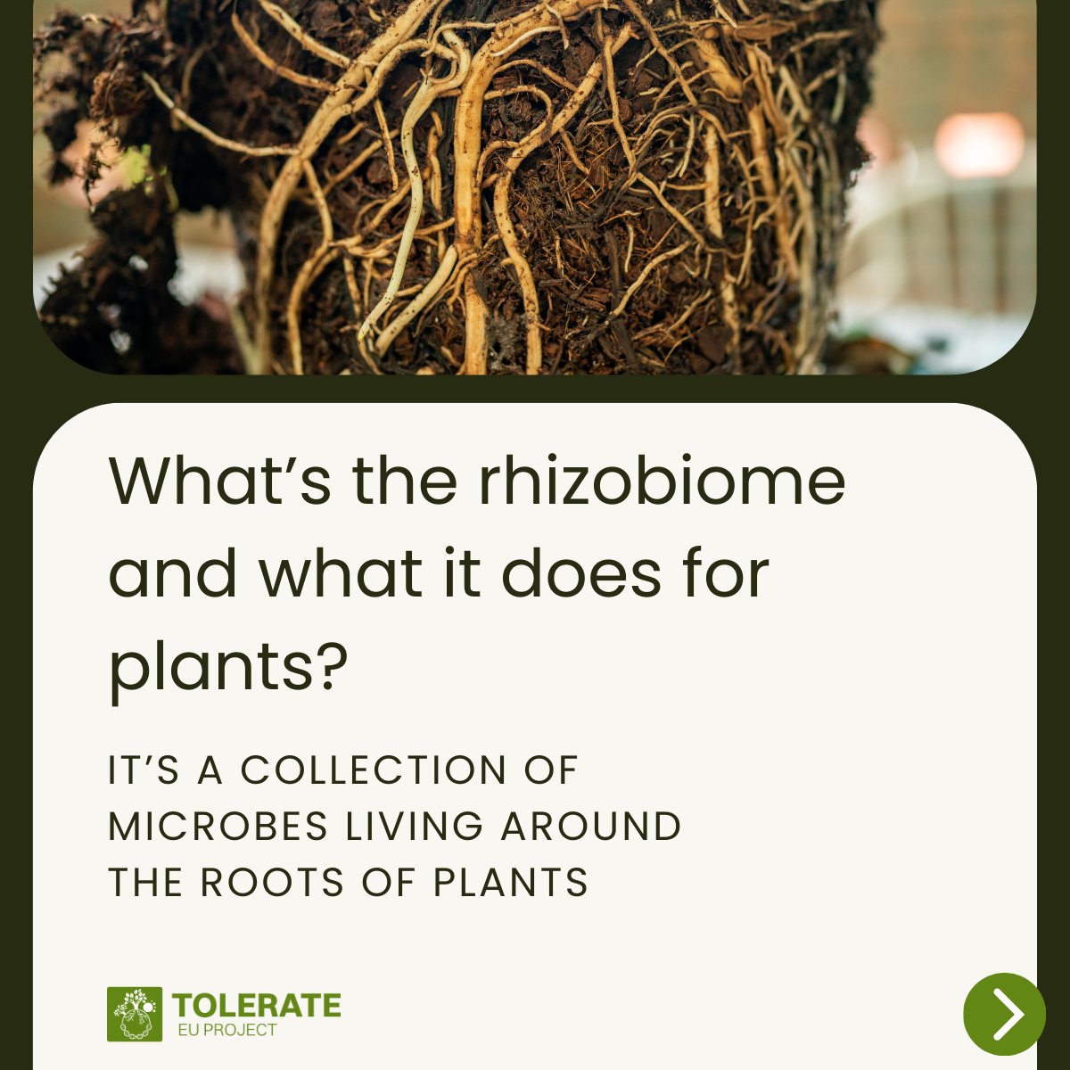 TOLERATE EU Project tweet media