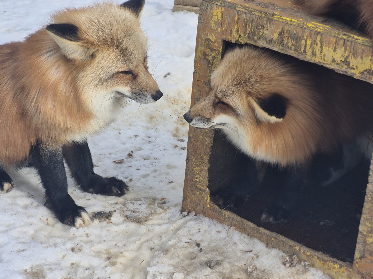 ぴよふうこ🐥2/1西2ム40a🎡 (@fuuuuukotoz) / Posts / X