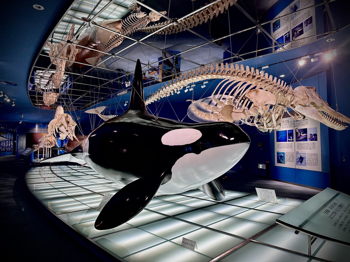 Air_EXtension's tweet photo. 名古屋港水族館に行ってきました🐬 https://t.co/b2TKmv0WWr