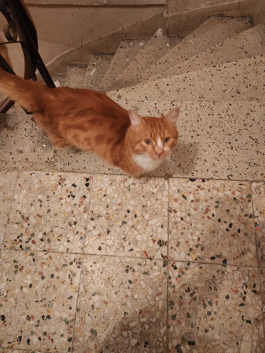 Mahmut Kiraz tweet media