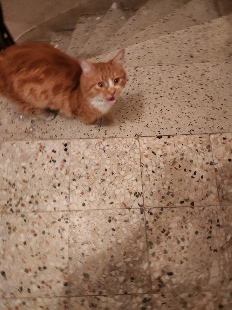 Mahmut Kiraz tweet media