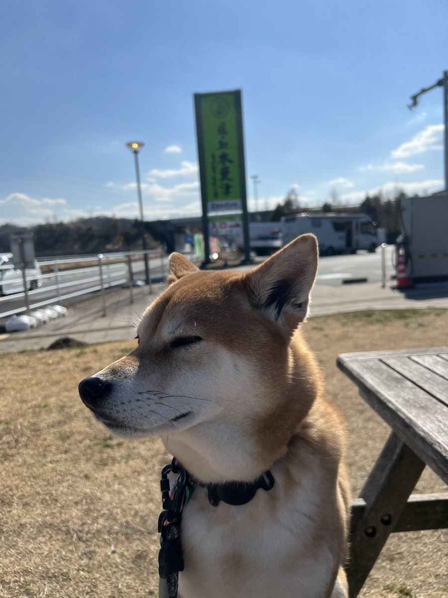 旅豆柴ゲットできたー🐶🥜