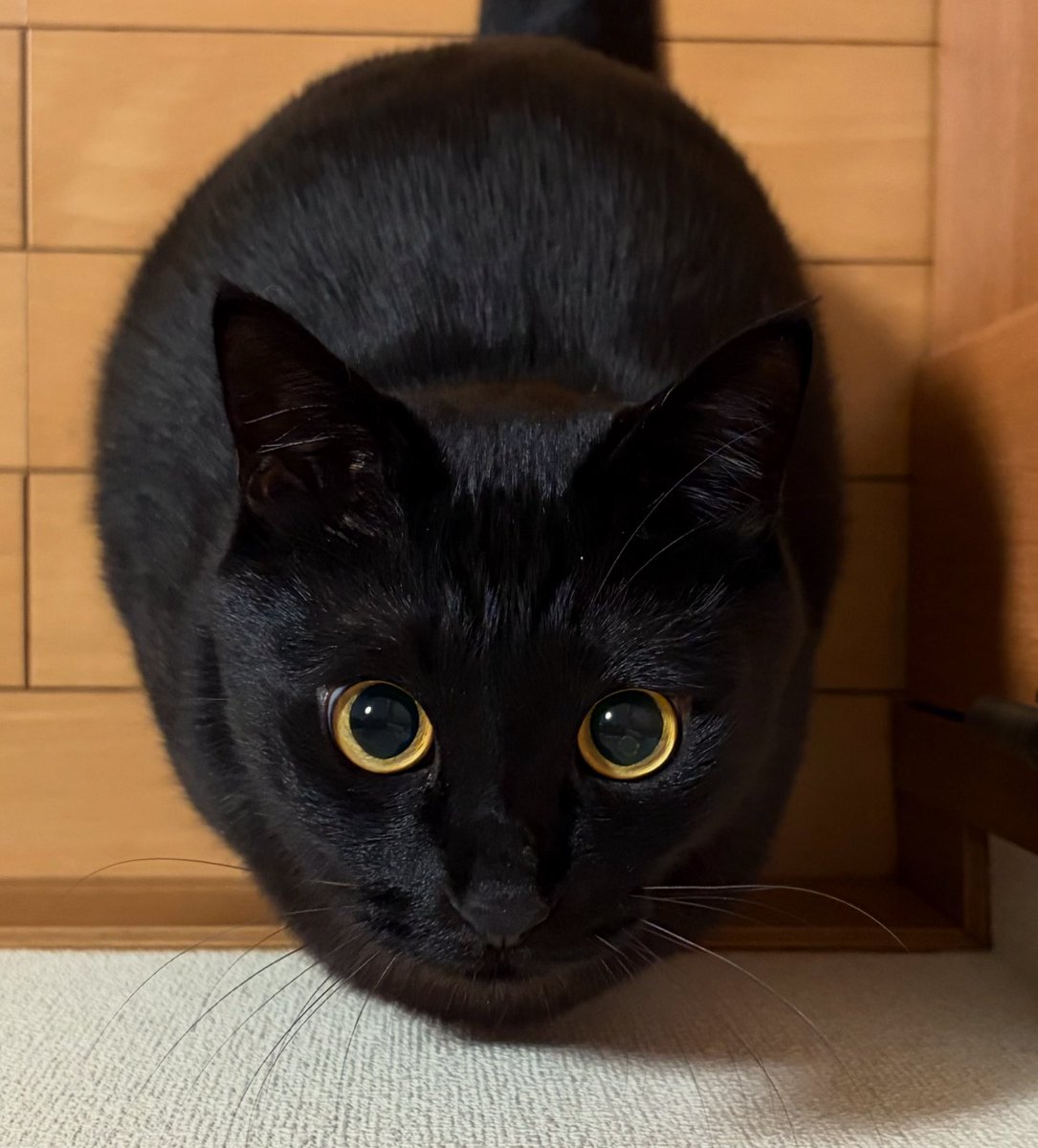 黒猫