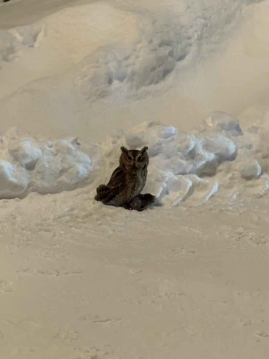 昨日の今ごろ、同僚から電話がありフクロウがいると。すぐに行ってみた