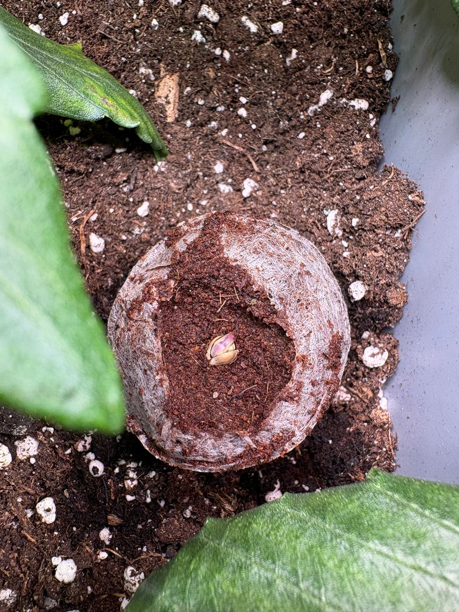 Rathste's tweet image. Ein neues Leben beginnt. Ich finde es immer so faszinierend, wenn die Seeds keimen. Da freue ich mich wie ein kleines Kind. (Hier im Jiffy: Eine Freakshow Auto)