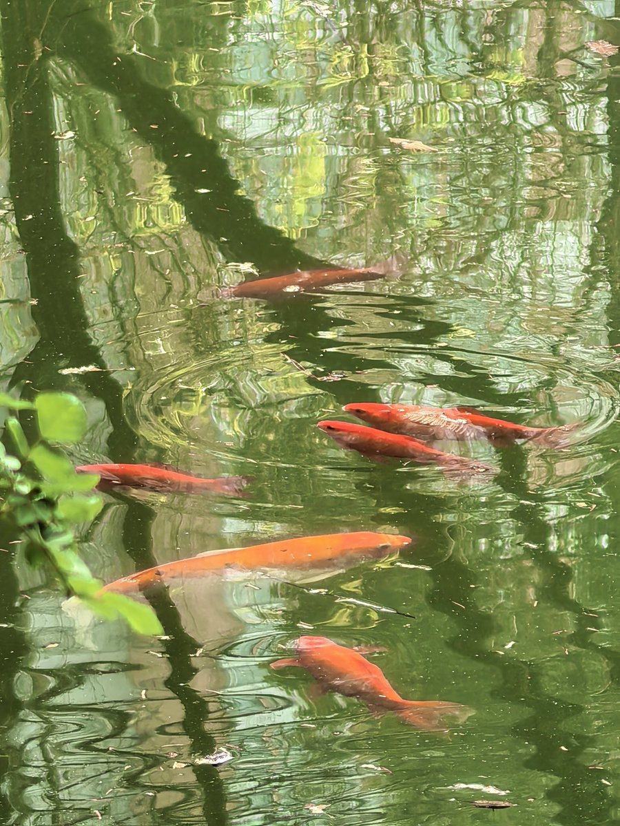 FudanUniversity's tweet photo. Spring whispers in Fudan. 🌿🌸
Today marks the #BeginningOfSpring on the Chinese lunar calendar—nature’s gentle turn toward renewal. Found these quiet moments on #Fudan’s campus, where new life peeks through branches and petals start to unfold. 🌱 https://t.co/GhE0meDrII