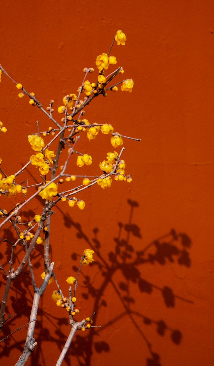 ModernExpressEN's tweet photo. At 4:02 am on February 4, the Year of the Horse welcomed #StartofSpring , the first of China's 24 solar terms. As winter fades and spring arrives, everything renews itself, quietly opening a new cycle.#ChineseCulture https://t.co/2OlsJT30Xi
