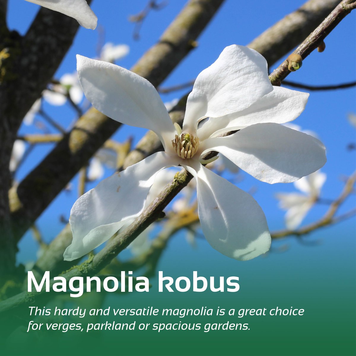 Barcham Trees tweet media