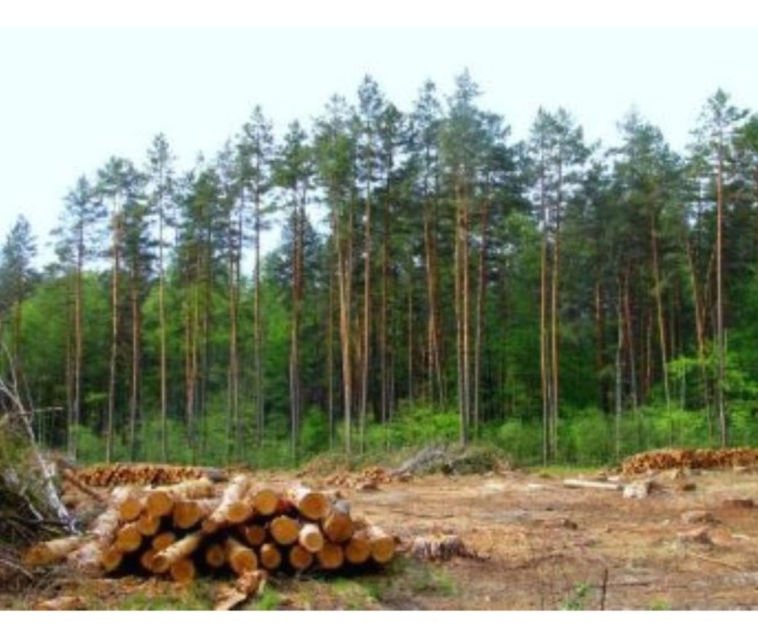 پاڪستان ٺھڻ کان ھيل تائين سنڌ جا اسي سيڪڙو ٻيلا تباھ ٿي چُڪا آھن
#سنڌ_ڪيئن_اڳتي_وڌندي 
<a href="/MediaCellPPP/">PPP</a> <a href="/PPP_Org/">Pakistan Peoples Party - PPP</a>