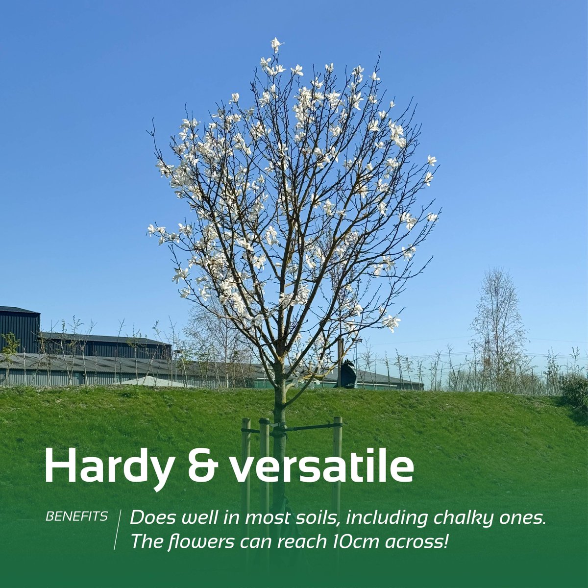 Barcham Trees tweet media