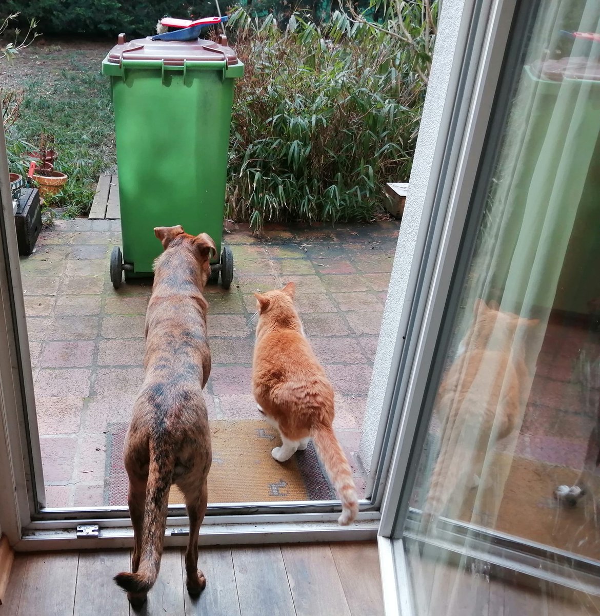 Aus Gründen geht es hier nochmal um Rusty:
Der etwa 5 jährige Rüde kam als Baby durch eine Tierschutzorganisation nach Wien und hat jetzt seinen Platz verloren, weil sein Frauchen verstorben ist. Rusty ist leider ängstlich, wenn er jemanden nicht kennt (bellt), fasst dann aber